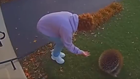 VÍDEO: veja como pode terminar um encontro com porco-espinho
