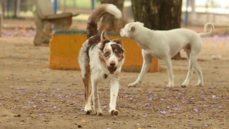 Brasil ocupa terceiro lugar do mundo em número de pets, movimentando R$ 75 bilhões em 2024