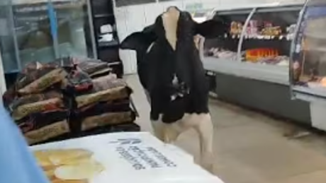 Boi invade supermercado em MG, causa tumulto e após ser expulso persegue açougueiro