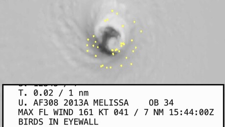 Milhares de aves podem ser exterminadas pelo furacão Melissa