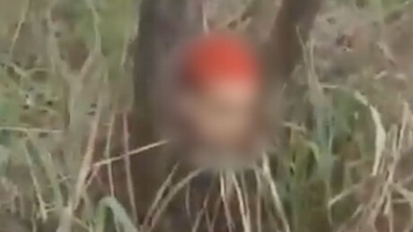 Membro do CV tem cabeça amarrada em árvore após ser decapitado