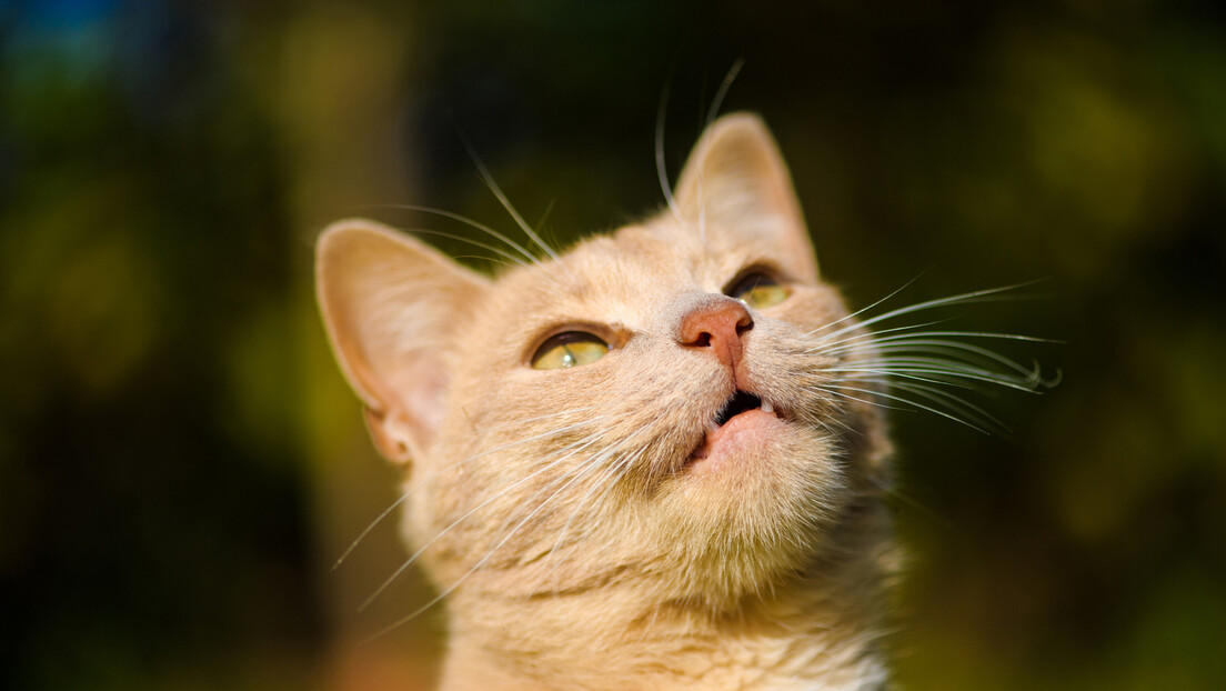 VÍDEO: dezenas de gatos morrem durante ritual budista na China