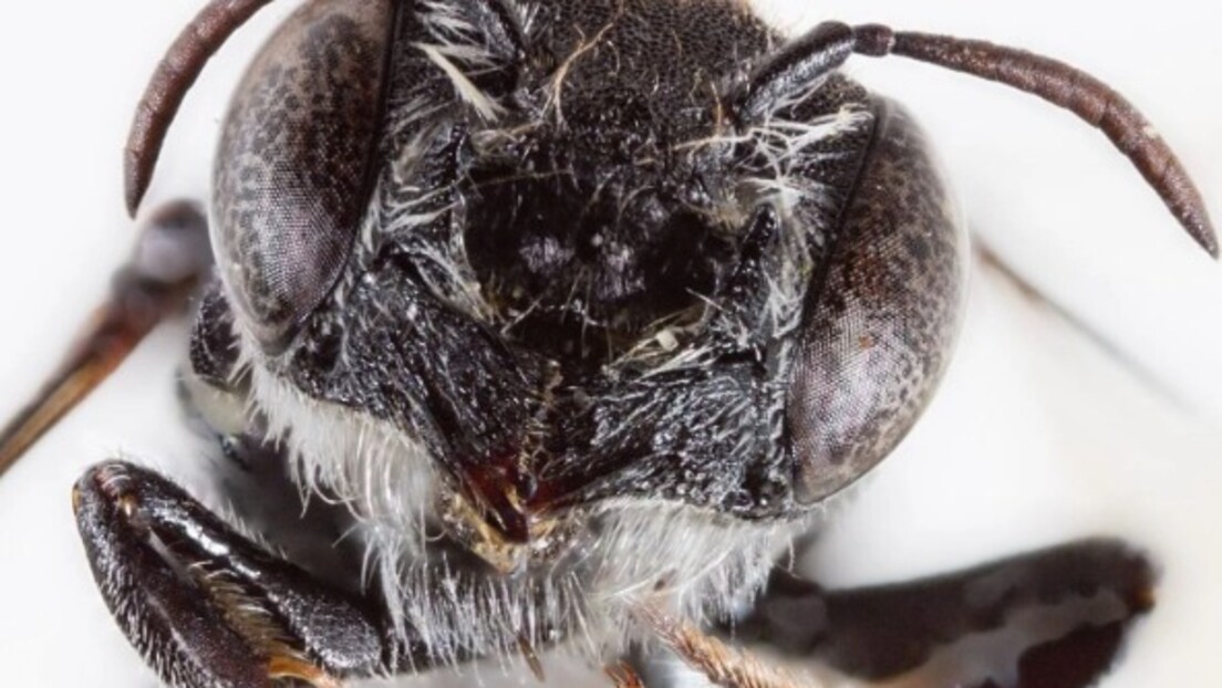 Abelha do demônio é encontrada na Austrália