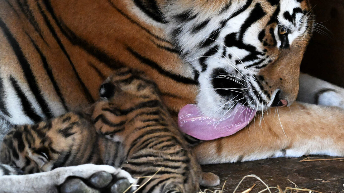 Cazaquistão e Rússia assinam parceria inédita para reintroduzir tigres-siberianos na Ásia Central