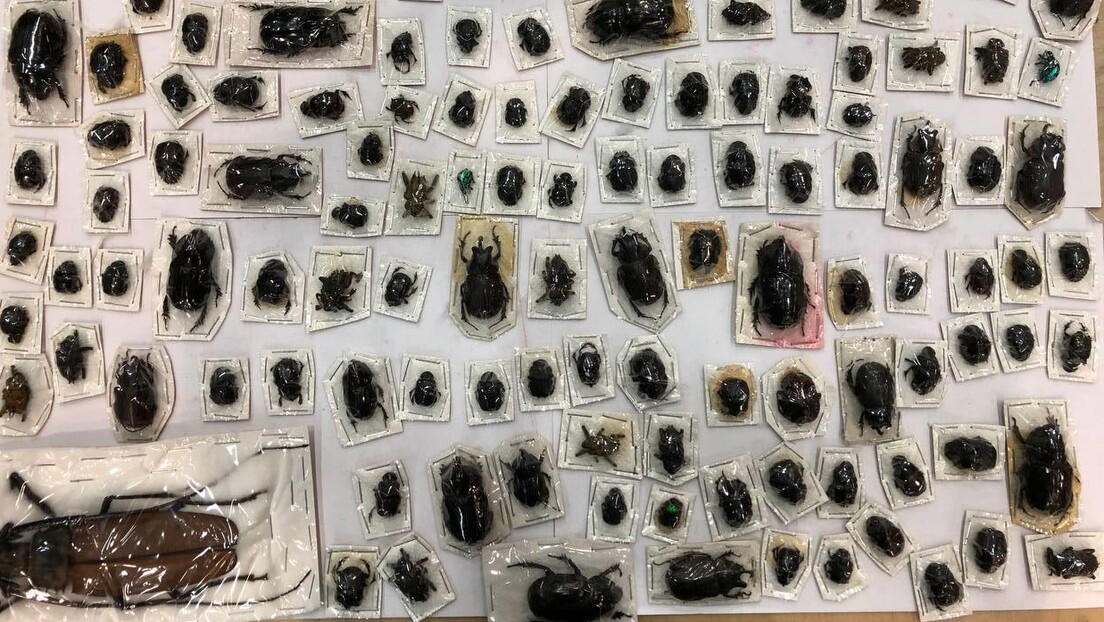 Alfândega russa descobre besouros gigantes em encomendas vindas do Peru