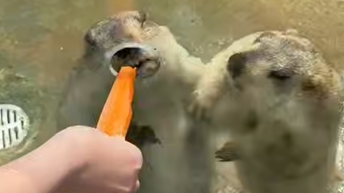 VÍDEO: guerra por cenoura em zoológico; ninguém ficou ferido