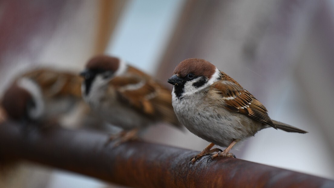 Doença antes restrita a aves é detectada em humano pela primeira vez