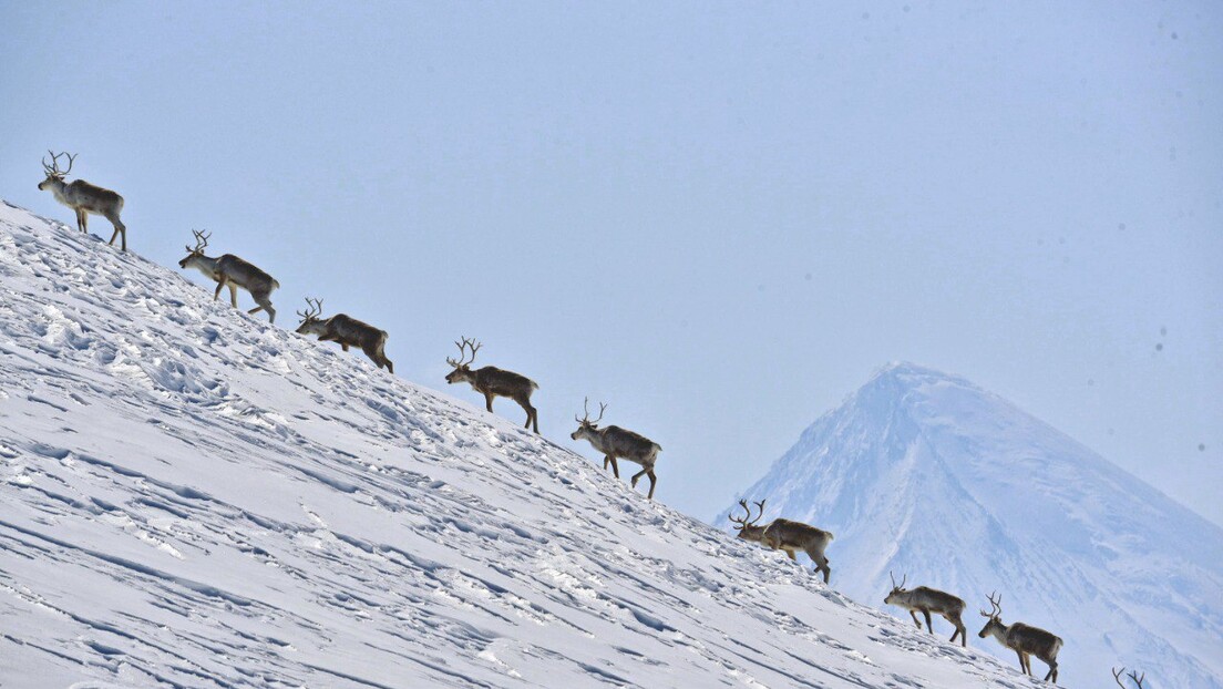 VÍDEO: rebanho gigante de renas no extremo oriente russo surpreende motorista