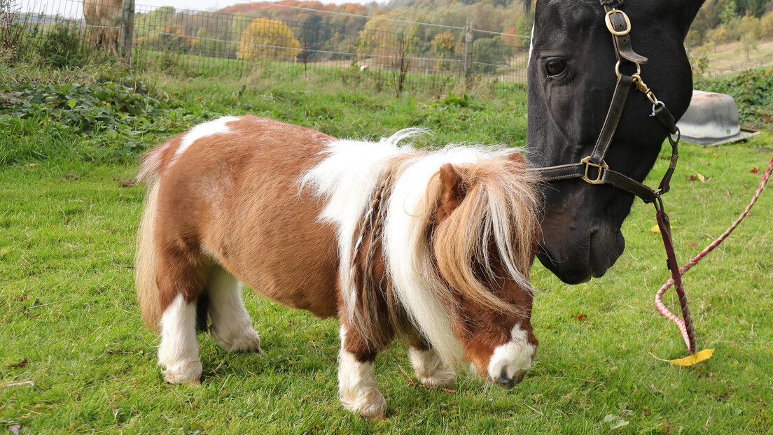 Com pouco mais de 50 centímetros, menor cavalo do mundo é encontrado na Alemanha