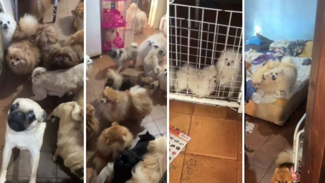 Polícia resgata 72 cachorros em situação de maus-tratos em Arujá