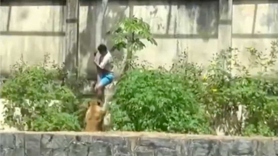 Homem morre após invadir jaula de leoa em zoológico na capital paraibana