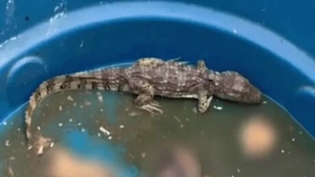 VÍDEO: suposto jacaré do tráfico se alimentaria de cadáveres humanos