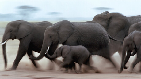 Morre criança de 8 anos pisoteada por elefante