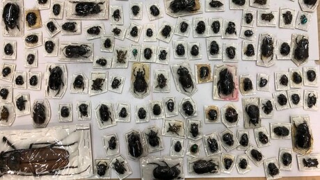 Alfândega russa descobre besouros gigantes em encomendas vindas do Peru