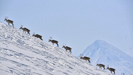 VÍDEO: rebanho gigante de renas no extremo oriente russo surpreende motorista