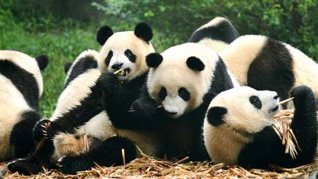 Tensões nas relações com China podem deixar Japão sem pandas