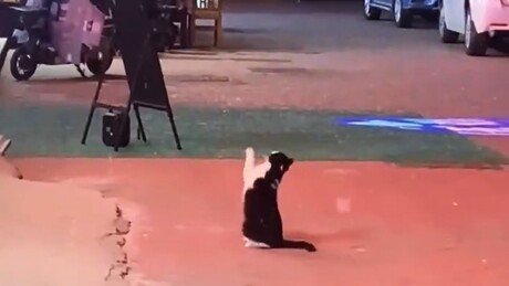 Gatinho chinês descobre a neve e conquista redes sociais