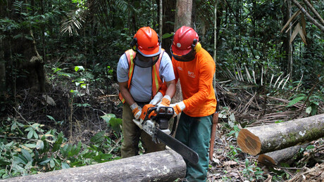 Cientistas brasileiros propõem mecanismo para tornar reflorestamento lucrativo