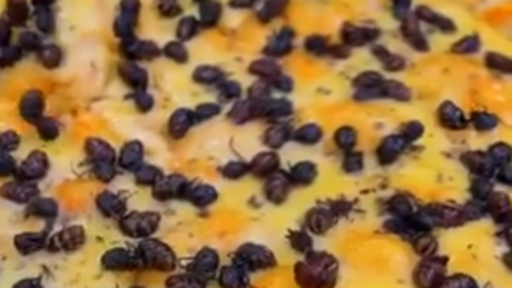 VÍDEO: você comeria uma pizza de tanajura?