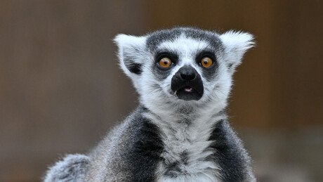 Lêmures correm risco de extinção devido ao consumo de carne exótica em Madagascar