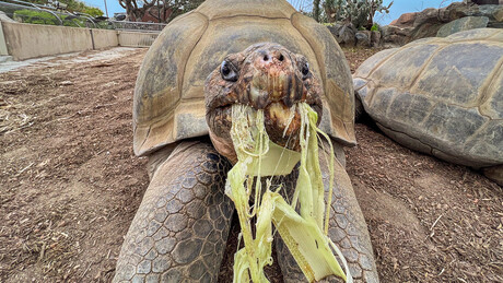 Tartaruga que sobreviveu a duas guerras mundiais e aos mandatos de 20 presidentes dos EUA morre
