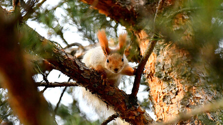 VÍDEO: esquilo curioso 'espiona' moscovitas