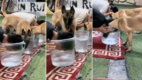 VÍDEO: Melhor amigo do homem? Cachorro dedo-duro repreende dono por trapaça