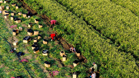 China cria IA que acelera melhoramento de plantas