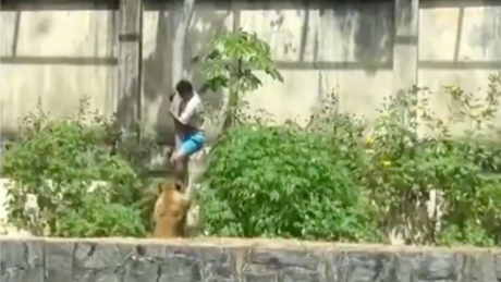 Homem morre após invadir jaula de leoa em zoológico na capital paraibana