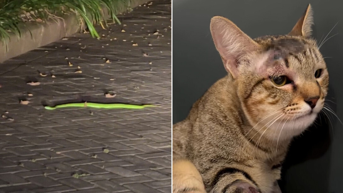 Gata salva família russa de cobra venenosa na Indonésia