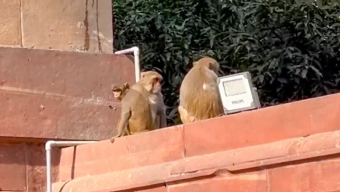 Cerimônia de boas-vindas a Putin na Índia é invadida por penetras - VÍDEO