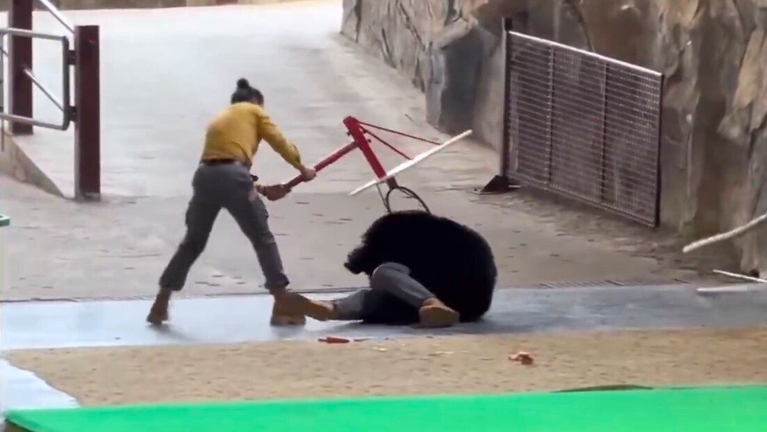 VÍDEO: urso ataca cuidador em zoológico da China