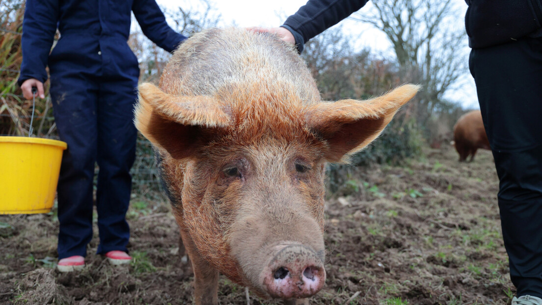 Catalunha declara estado de emergência diante de surto de peste suína africana