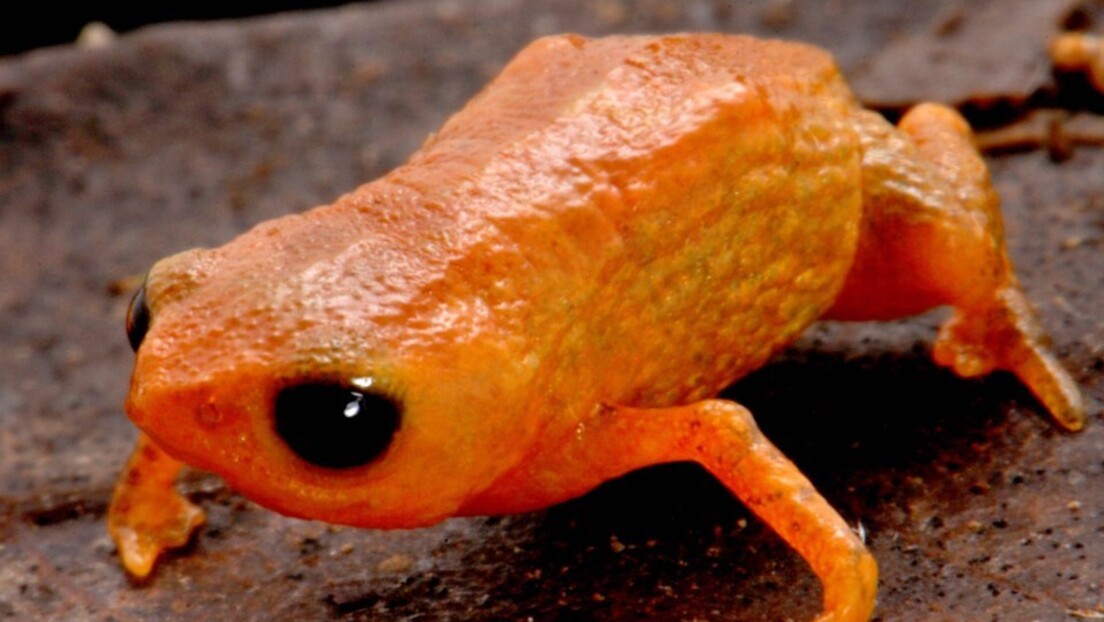 'Sapo barbudo'? Nova espécie é batizada em homenagem a Lula