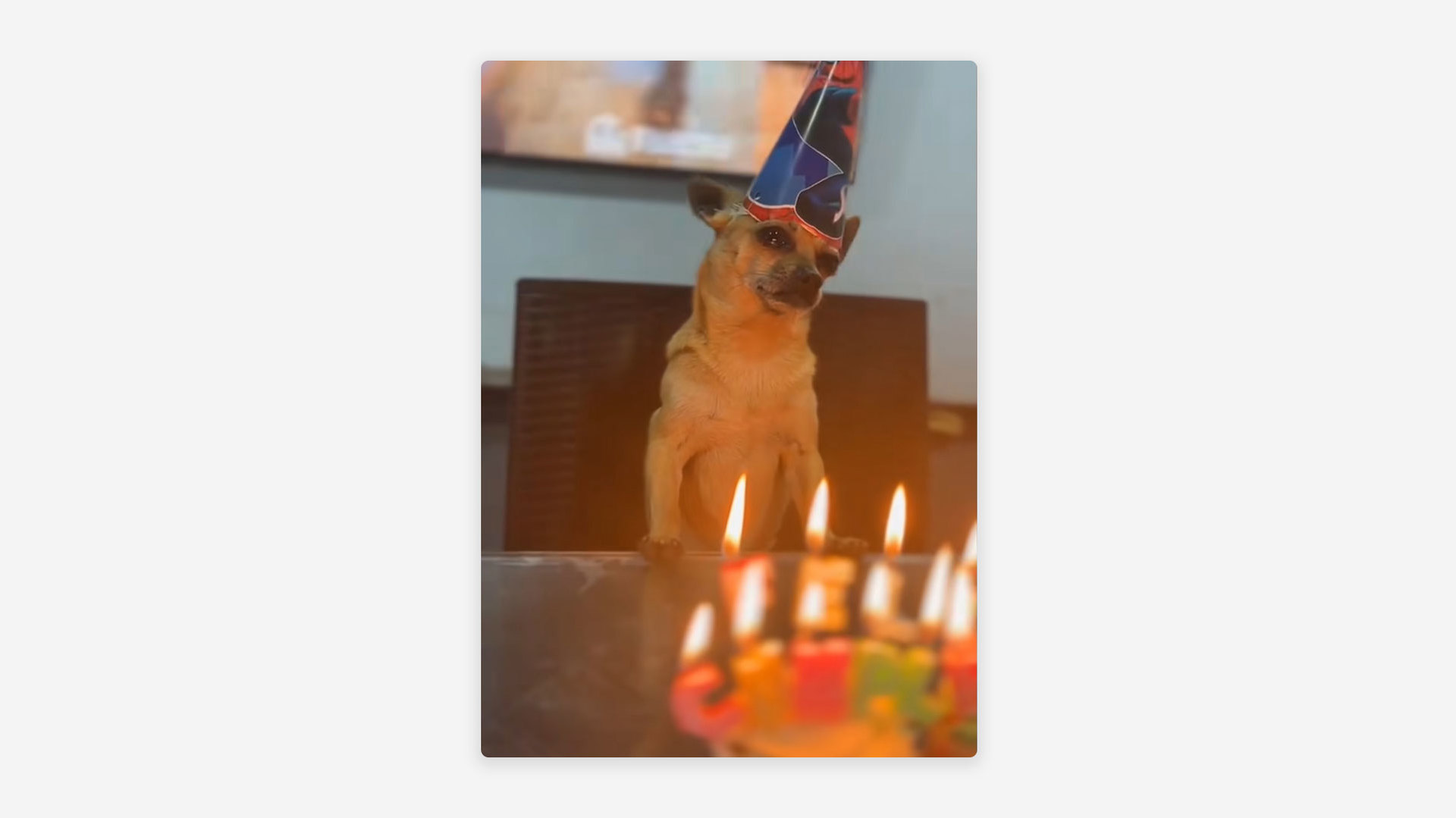 VÍDEO: cachorrinho chora em sua festa de aniversário