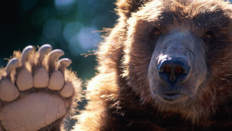 Momento dramático no Arizona: urso é retirado de poste de energia - VÍDEO