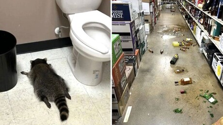 Guaxinim bêbado provoca caos e destruição em loja; polícia foi acionada