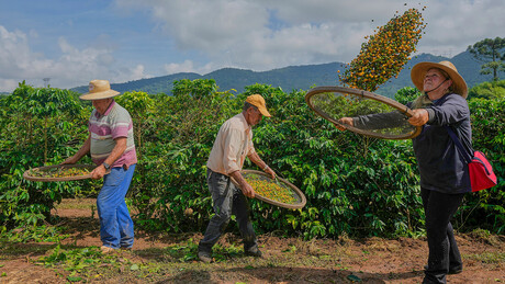 Brasil reforça liderança mundial e aposta no café robusta
