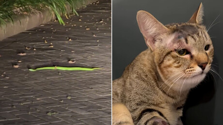 Gata salva família russa de cobra venenosa na Indonésia