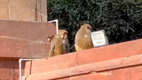 Cerimônia de boas-vindas a Putin na Índia é invadida por penetras - VÍDEO