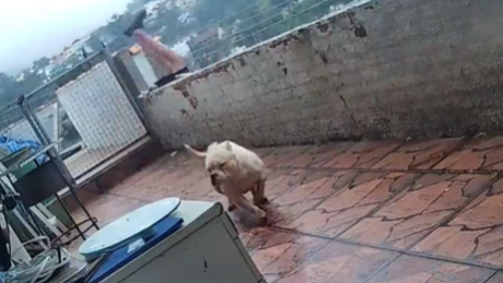 VÍDEO: cachorro afobado dá rasteira e derruba dono de laje no Rio de Janeiro