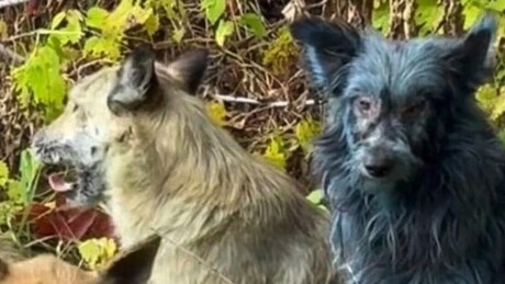 Desvendado o mistério dos 'cães azuis' de Chernobyl