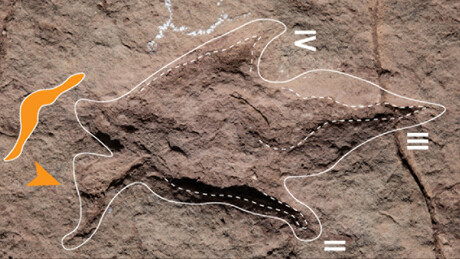 Maior descoberta de pegadas de dinossauros é feita na Bolívia