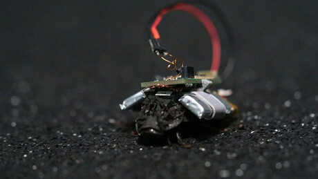 'Baratas espiãs': startup alemã desenvolve insetos ciborgues para operações de espionagem