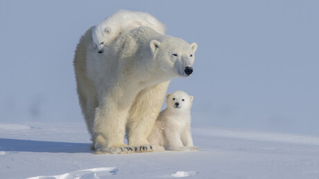 Ursa-polar adota filhote que não é seu e intriga cientistas no Canadá