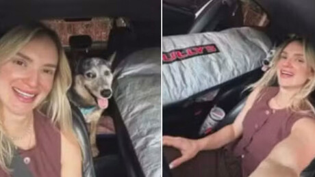 Cachorro sobrevive a acidente que matou sua dona e permanece com ela até o resgate