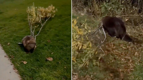 VÍDEO: castor atravessa via pública com carga pesada e reúne olhares curiosos