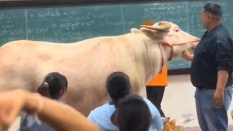 VÍDEO: búfalo didático substitui slides em sala de aula na Tailândia