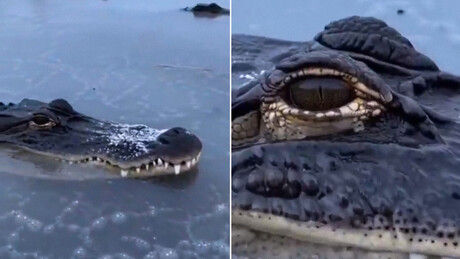 VÍDEO: veja como jacarés sobrevivem ao inverno