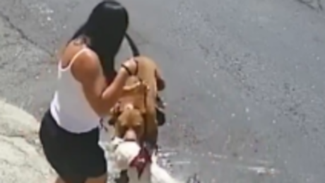VÍDEO: pit-bull ataca mulher que caminhava com cachorro na zona leste de São Paulo